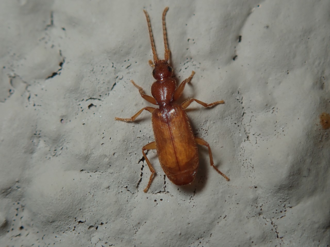 Thalpius sp Thalpius sp